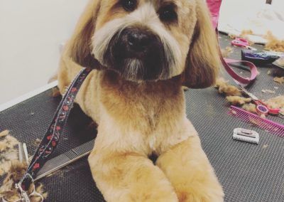 Tan-colored dog with a trimmed face and body, resting on a grooming table.