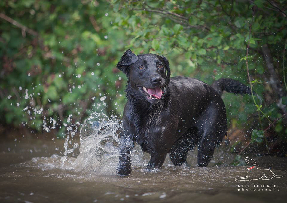Black Labrador dog splashing in water, running towards the viewer, with an open mouth and happy expression.