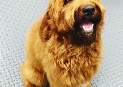 Golden-brown dog with a beard-like muzzle sits and smiles with its mouth open, on a textured silver surface.