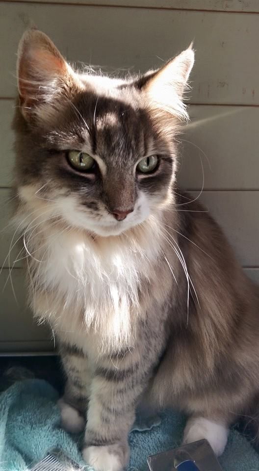 A fluffy gray tabby cat sitting, looking to the side with green eyes, lit by sunlight.