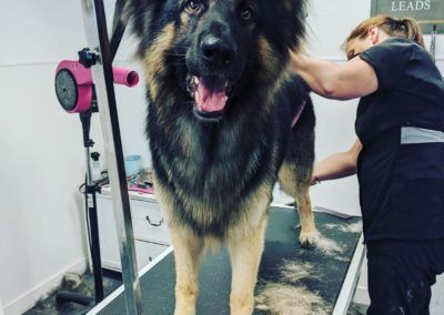 A German Shepherd dog being groomed by a person. The dog stands on a grooming table indoors.