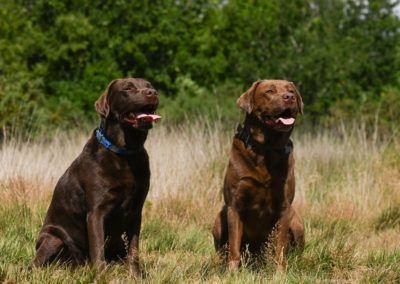 Two brown Labrador retrievers sit in a grassy field, trees in background, tongues out.