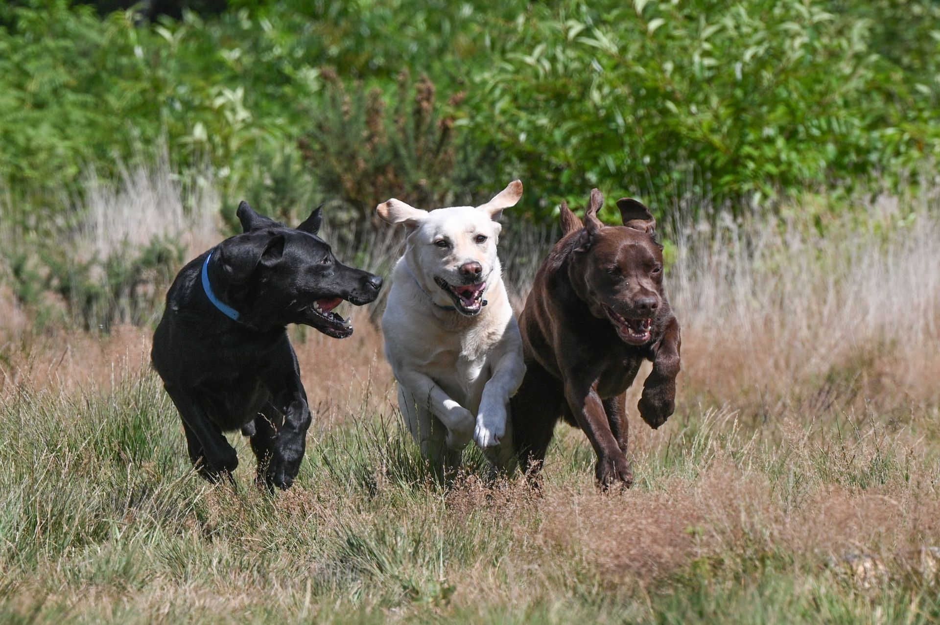 Three Labrador Retrievers running through tall grass; black, yellow, and brown.
