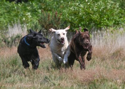 Three Labrador Retrievers run through a grassy field. Black, yellow, and chocolate brown. Happy expressions.