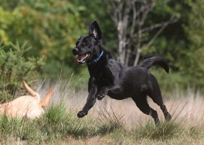 Black dog leaping through tall grass, ears perked, mouth open. Another dog's tail visible. Outdoors.