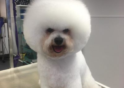 White Bichon Frise with a puffy, round head of fur and a smiling expression.