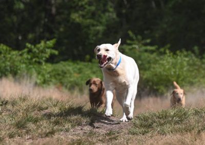 Three Labrador Retrievers running through a field on a sunny day.