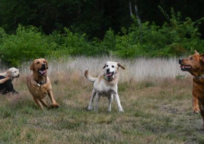 Four dogs playing in a grassy field. One is white, two are tan, and one is brown. They are all excited and running.