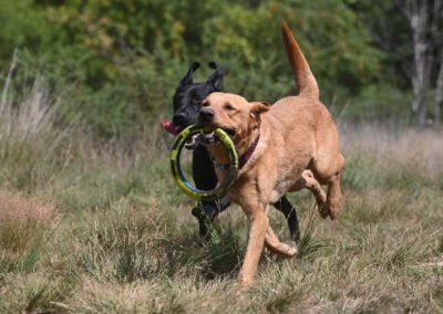 Two dogs playing, one with a yellow toy in its mouth, running in a grassy field.