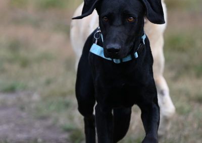 Black dog with a light blue collar running in a grassy field.