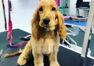 Golden Cocker Spaniel sits on grooming table, looking at the camera.