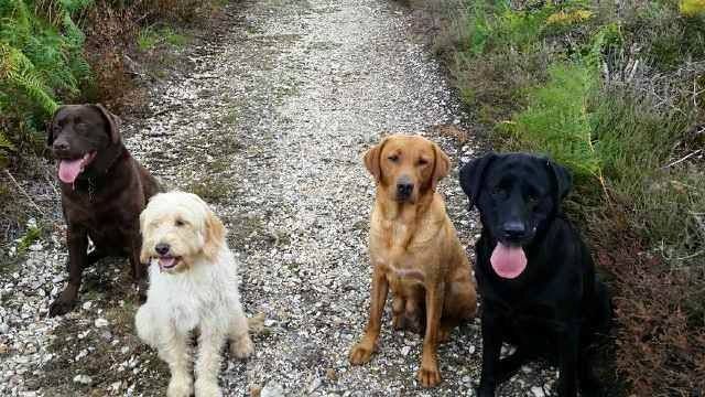 Four dogs of different colors sit on a gravel path: brown, cream, golden, and black.