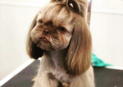 Brown Shih Tzu with a stylized haircut, featuring a topknot and side flaps.