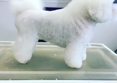 White Bichon Frise dog with a groomed, rounded haircut, standing on a light-colored surface.