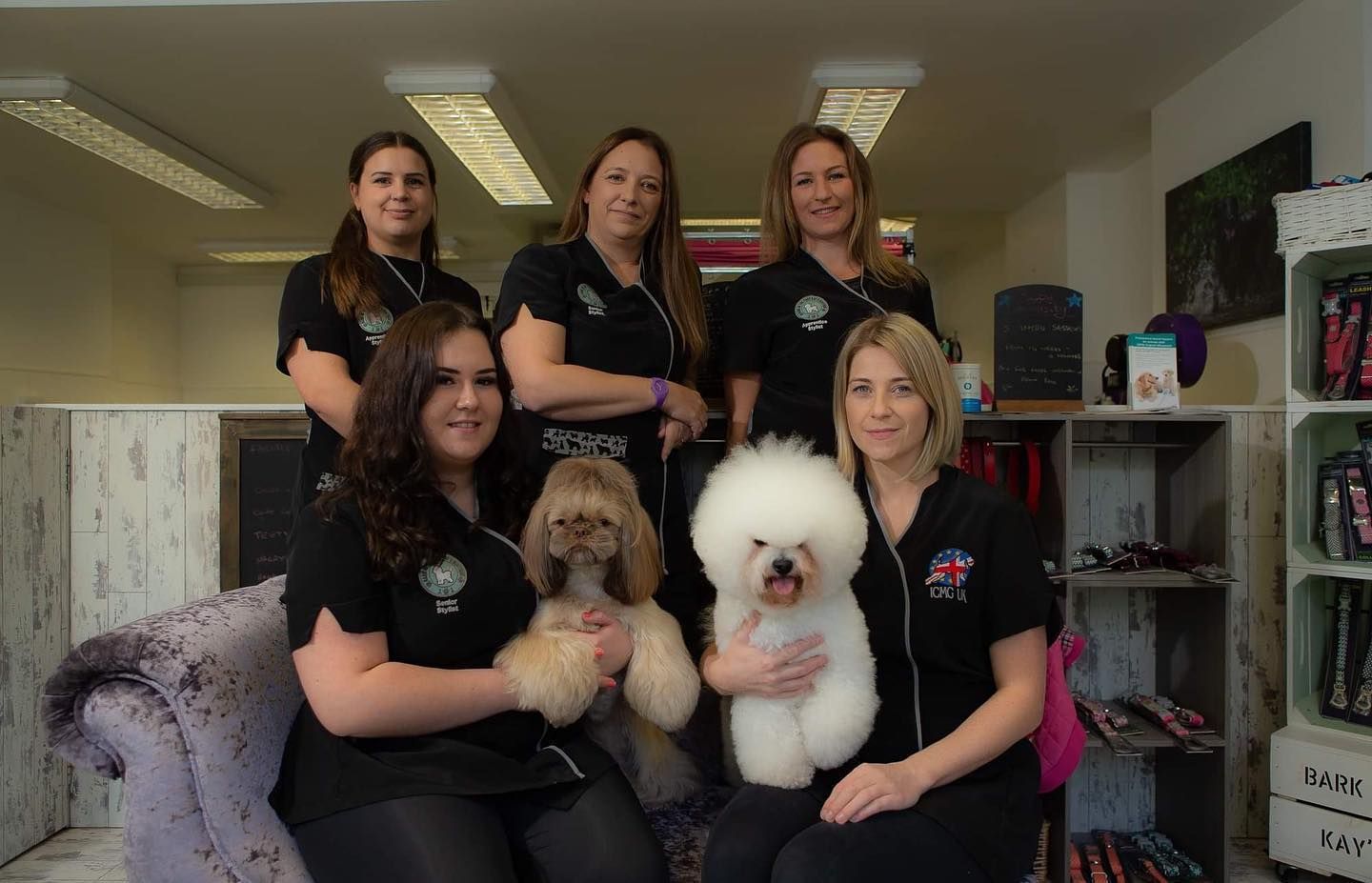 Groomers with two fluffy dogs in a salon. Women wear black shirts. One sits on a purple couch.