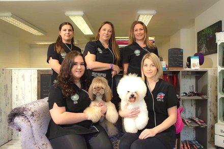 Six people with two groomed dogs posing in a pet grooming shop.