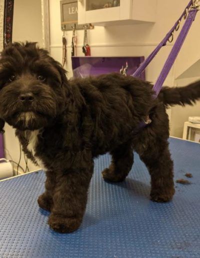 Black fluffy dog stands on a blue grooming table with grooming equipment in background.