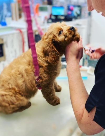 A dog being groomed by a person. The dog is brown with curly fur, and the person is holding scissors.