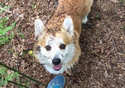 Corgi covered in mud and leaves looking up with an open mouth, standing on forest floor near a person's foot.