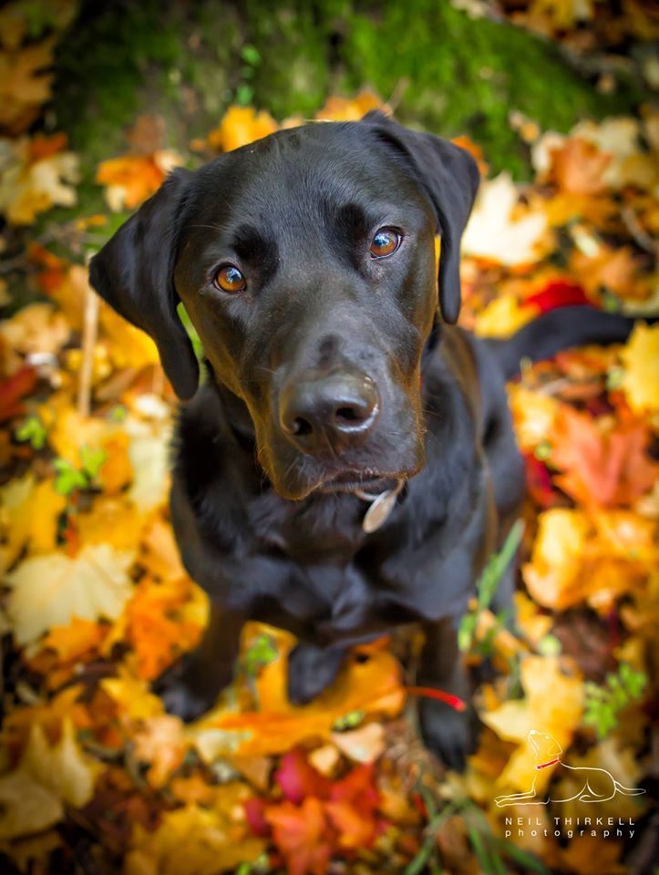 Black Labrador dog sitting in autumn leaves, looking up with a soft expression.