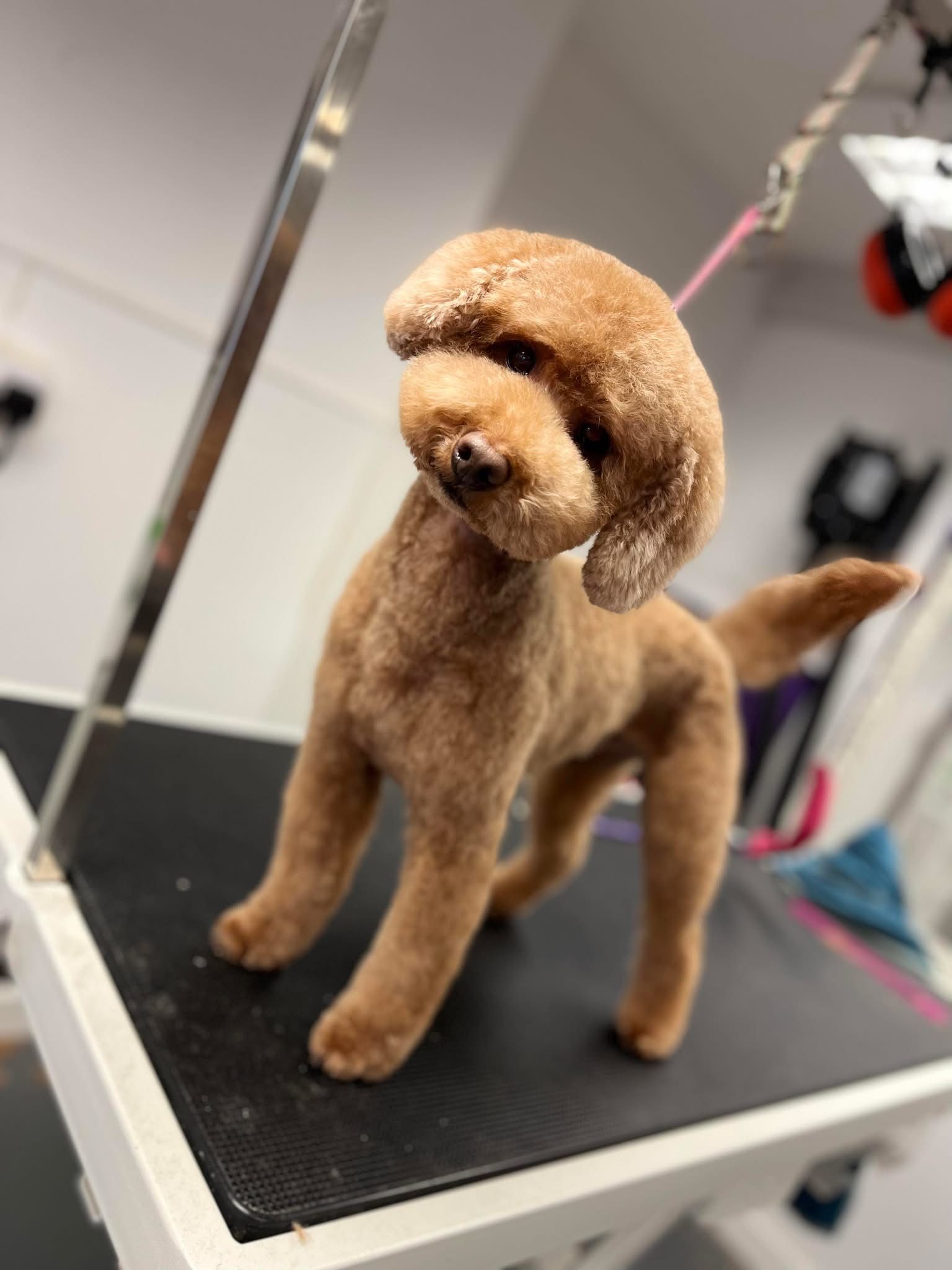 Brown poodle with a distinctive haircut stands on a grooming table. It is looking to the side with a fluffy head and a curved tail.