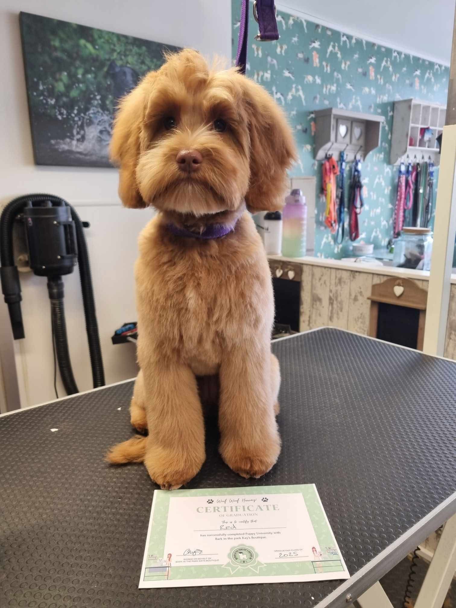 A tan-colored, well-groomed dog sits proudly on a grooming table next to a certificate in a pet grooming shop.
