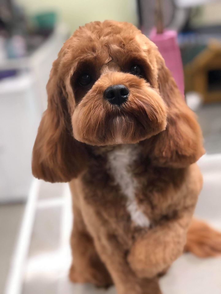 Brown dog with a groomed face and fur, sitting. White chest fur, soft focus background.