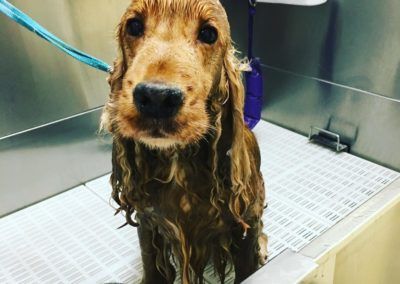 Wet Cocker Spaniel in a dog washing station, looking directly at the camera.