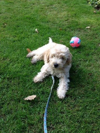 A small, cream-colored dog rests on green grass, attached to a blue leash. A pink and blue ball sits nearby.