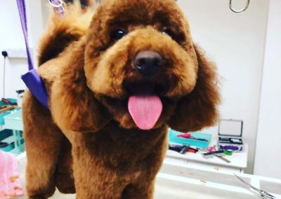 Brown poodle with groomed fur, tongue out, wearing a grooming harness, in a grooming salon.