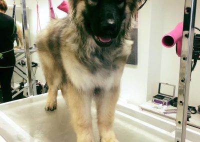 Fluffy dog on a grooming table, black face, tan and cream fur, pink dryer, open mouth.
