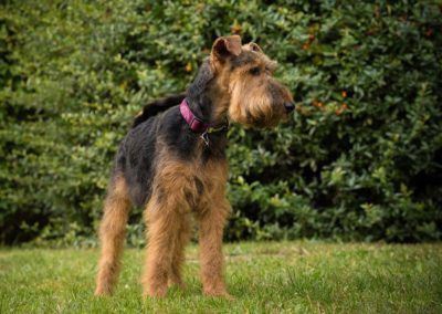 Welsh Terrier stands in grass; black and tan coat, pink collar, green foliage in background.