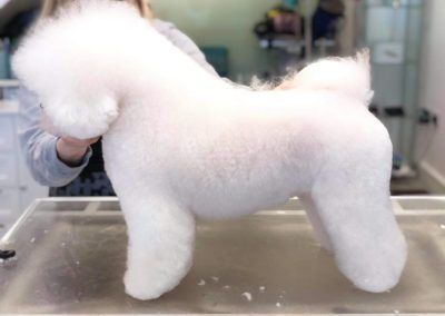 White Bichon Frise dog with a groomed, rounded shape, standing on a grooming table.