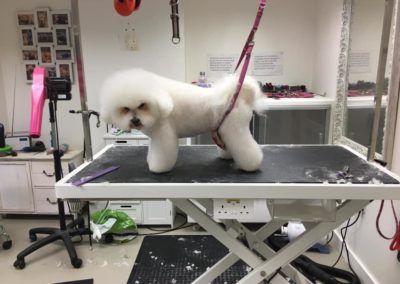 White Bichon Frise dog groomed on a grooming table. Pink tools, mirror, and a black chair are in the background.