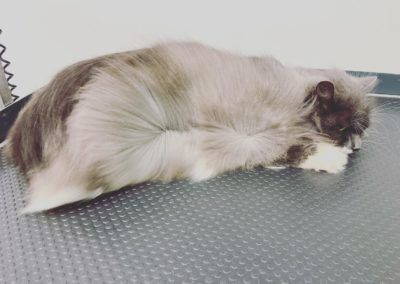 A long-haired grey cat lies curled up on a textured dark surface, head down, appearing to be resting.