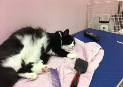 Black and white cat lying on a pink towel on a grooming table, next to brushes and clippers.