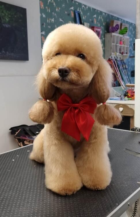 Golden Cocker Spaniel on grooming table at a salon, with long fur and attentive expression.