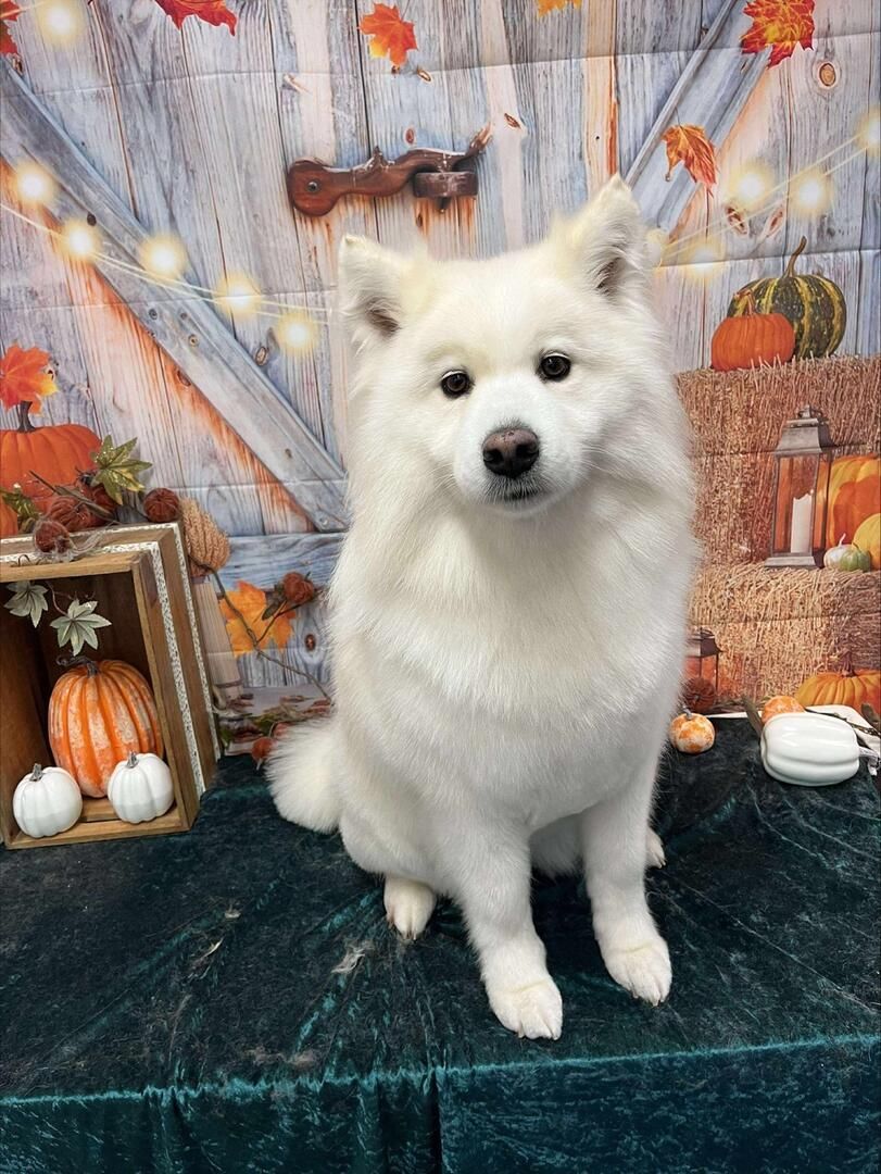 Two dogs on sandy ground: one lying down, the other walking towards the camera. Sunny, outdoor setting.