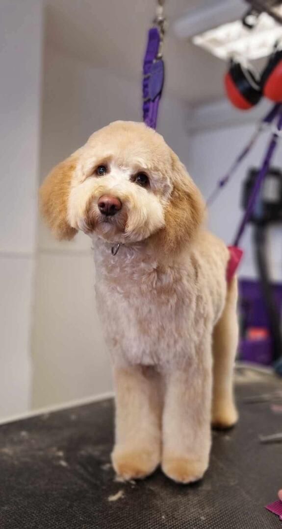 Pomeranian dog with a teddy bear haircut, light brown fur, on a shiny floor, looking at the camera.