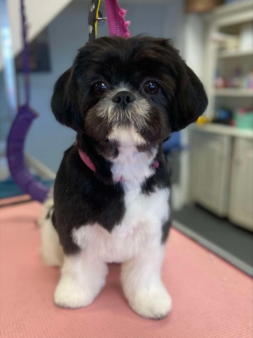 Fluffy white dog with tongue out, resting on a grooming table.