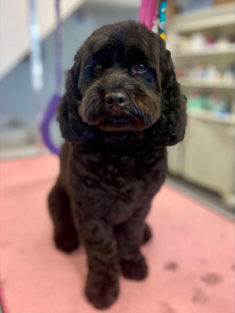 Man with two brown dogs on leashes in a grassy woodland area.