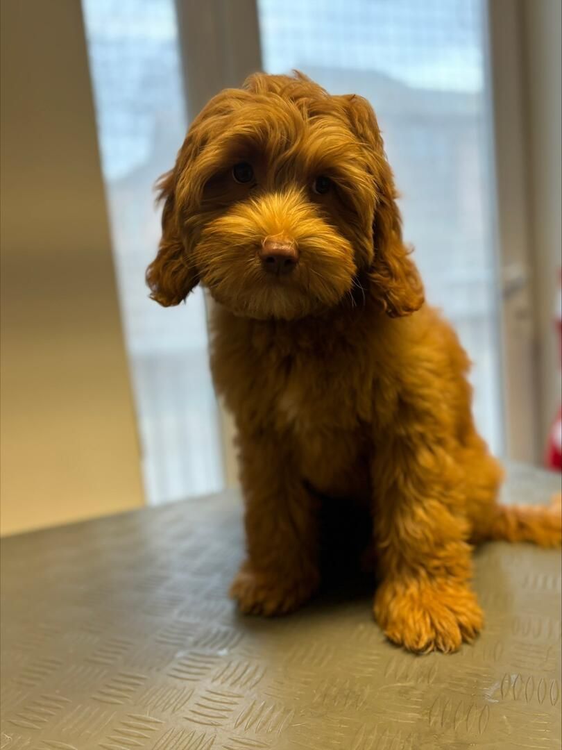 Black poodle with fur neatly trimmed, posing near a reflective metal bar.