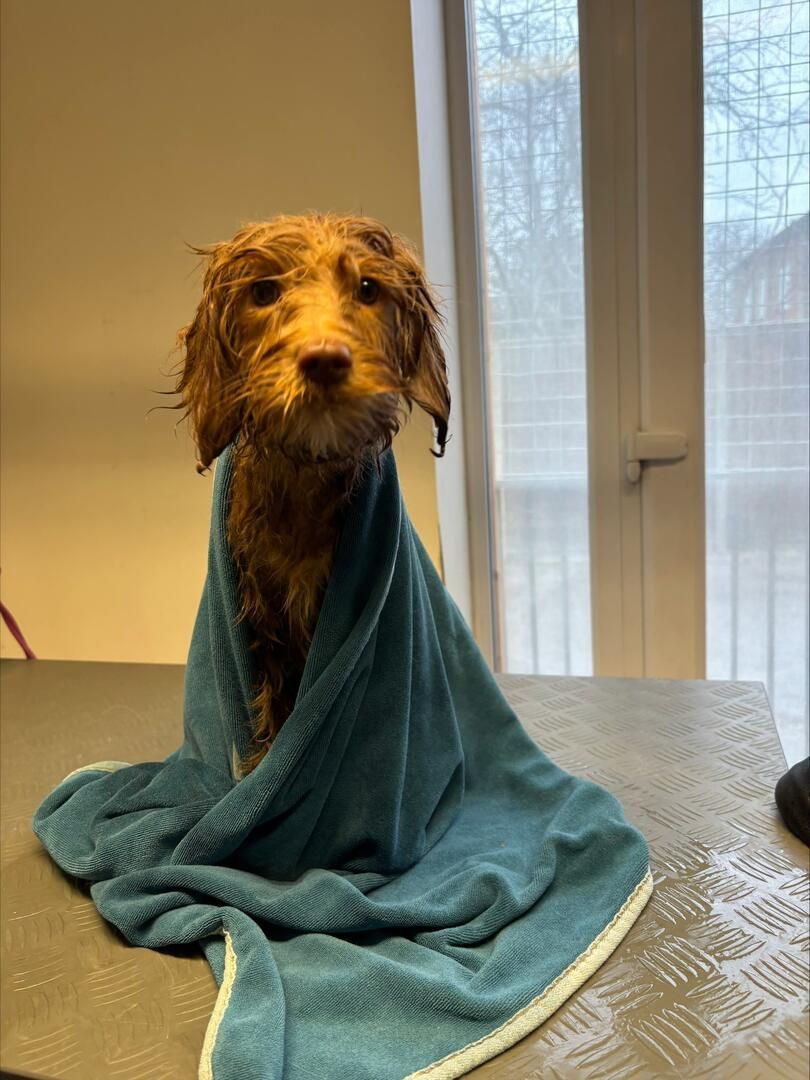 Woman grooming a fluffy white Bichon Frise dog at a pet grooming salon.