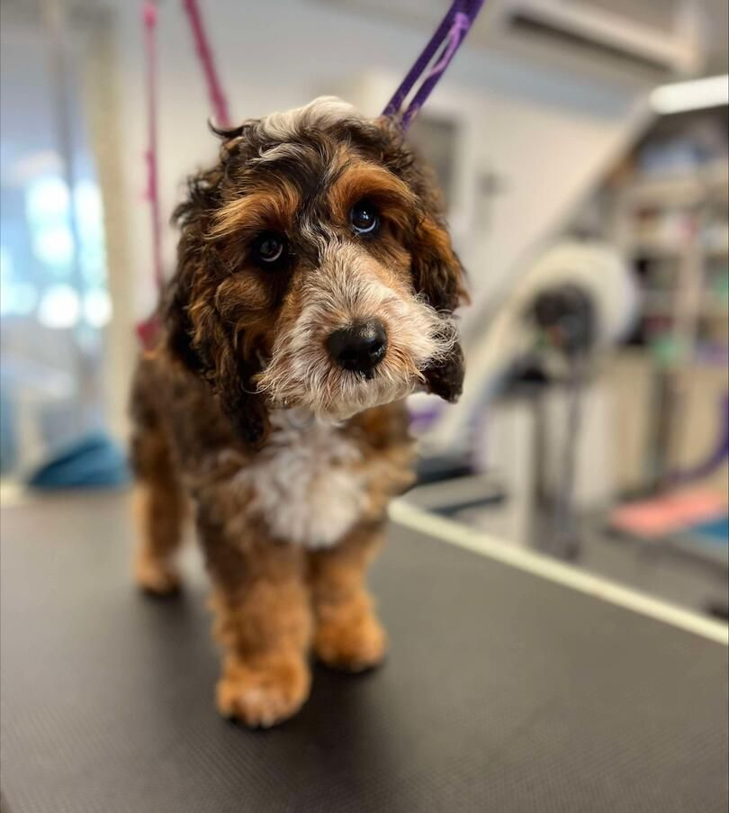 Brown Cockapoo dog with curly fur, looking at the camera, outdoors.