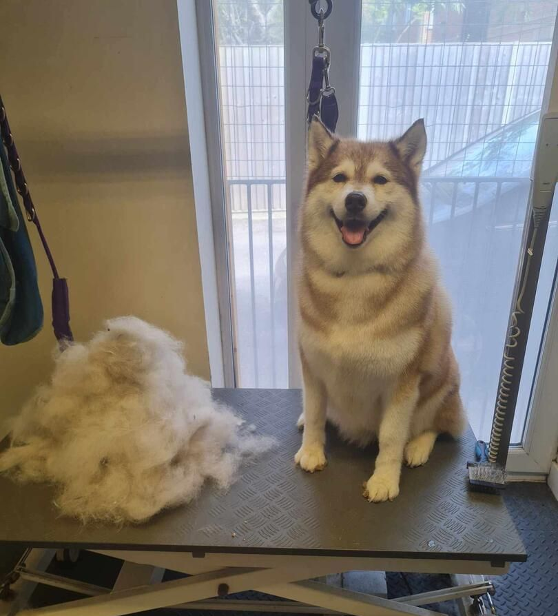 Four dogs on leashes in grassy field, one barking.