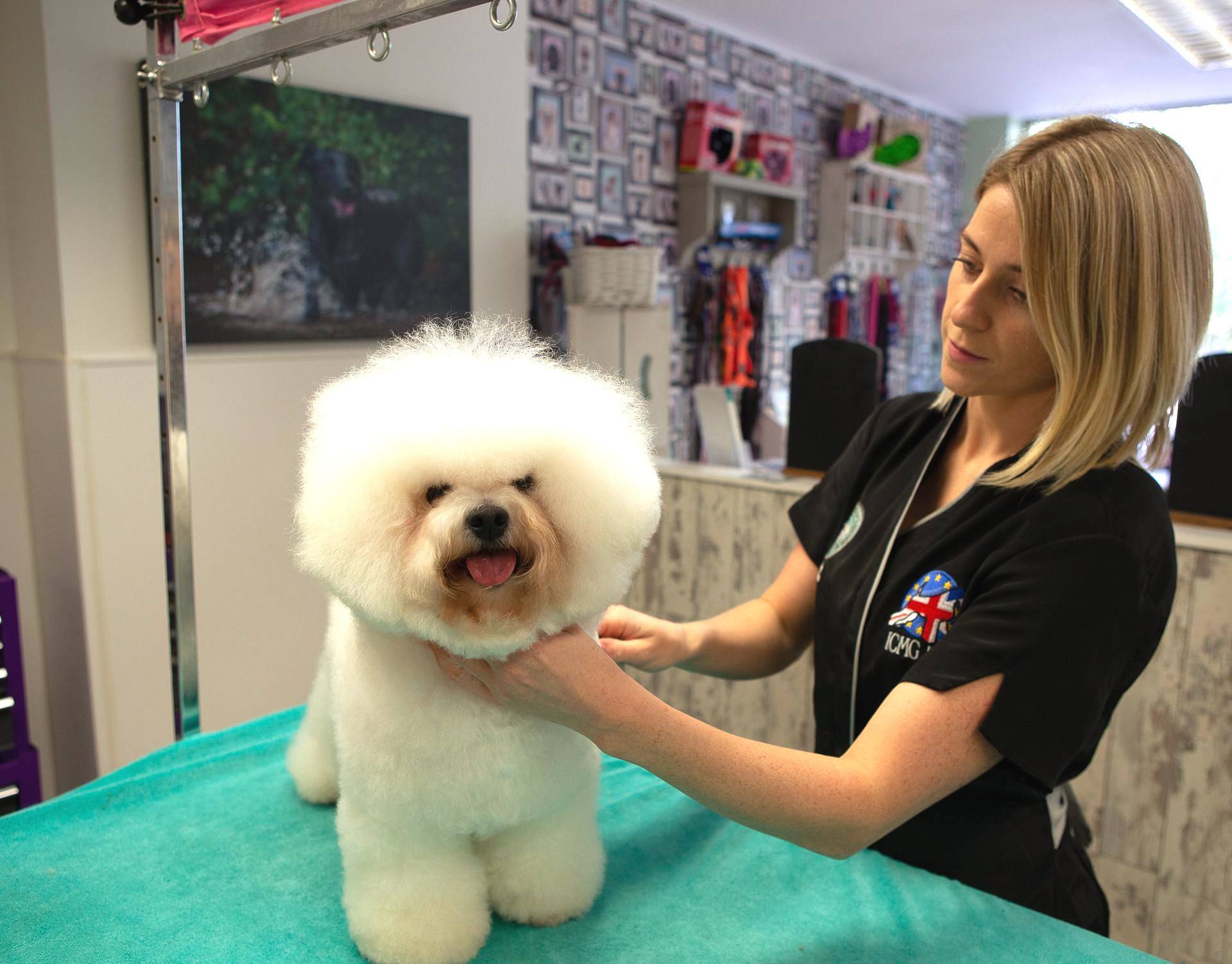 Woman grooming a fluffy white dog at a grooming salon, the dog smiling with its tongue out.