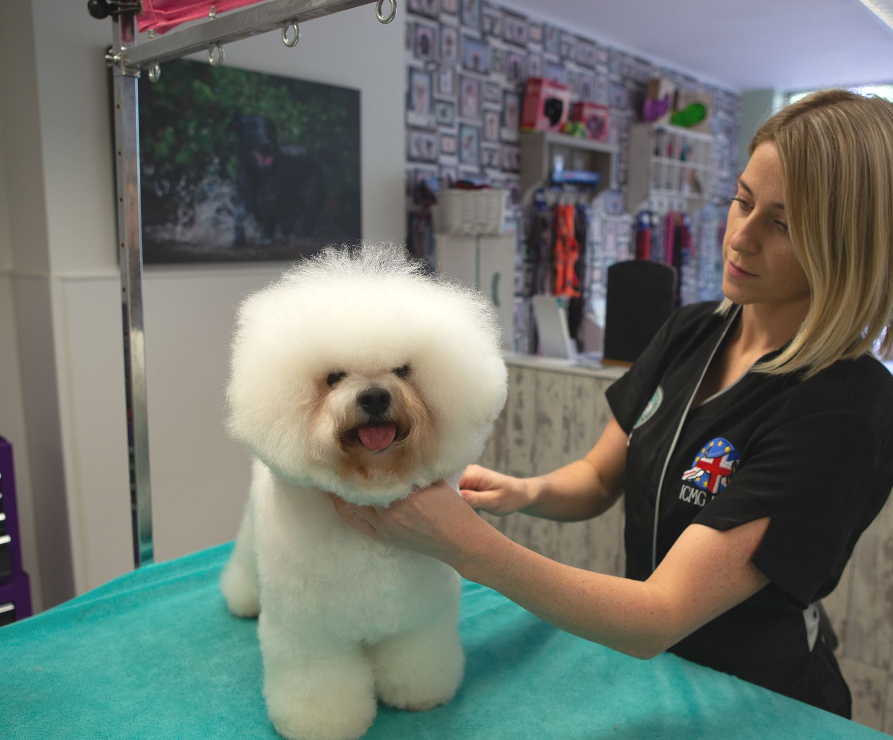 Dog groomer with a fluffy, white Bichon Frise. Dog is on a grooming table.