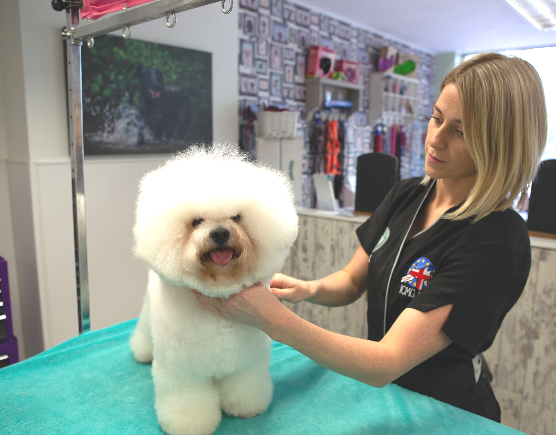 Woman grooming a fluffy white dog at a grooming table. The dog's coat is freshly trimmed.