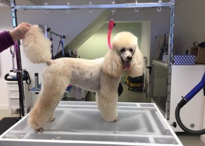 Cream-colored poodle stands on a grooming table, tail held up by a hand. It is wearing a pink grooming harness.