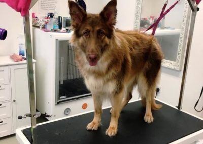 Dog with brown and cream fur stands on a grooming table at a salon.